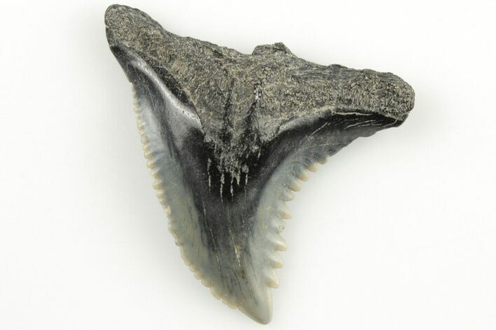 Snaggletooth Shark (Hemipristis) Tooth - Aurora, NC #203593